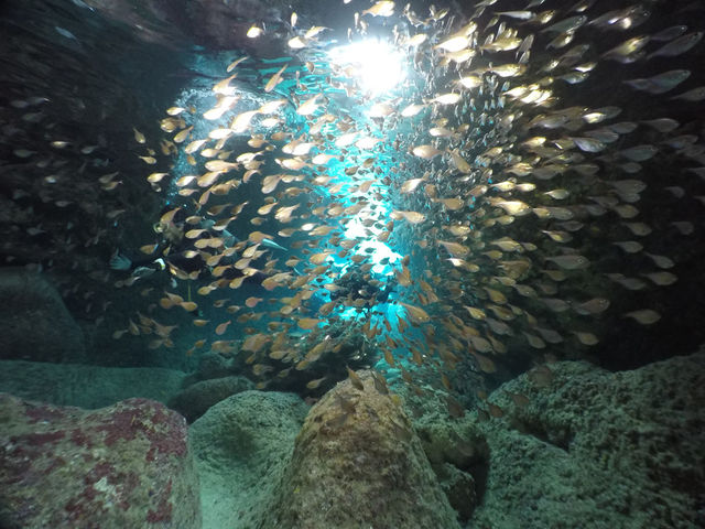 �{�Ó��_�C�r���O�V���b�v �T���A�C�����h