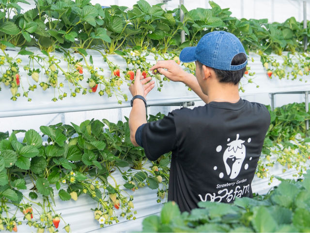 Strawberry Garden �����fam.