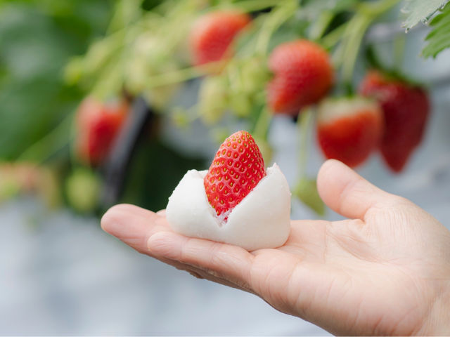 60���R�[�X�Ȃ�I���W�i���啟���܂�_Strawberry Garden �����fam.