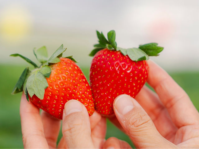 Strawberry Garden �����fam.