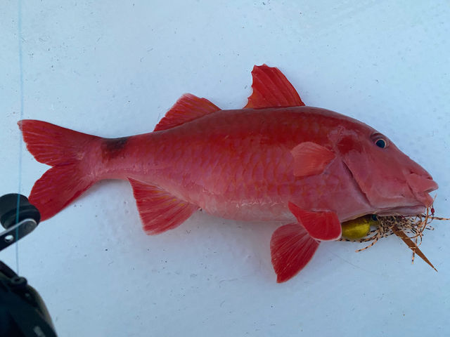 SHIRAHAMA FLAT TOURS