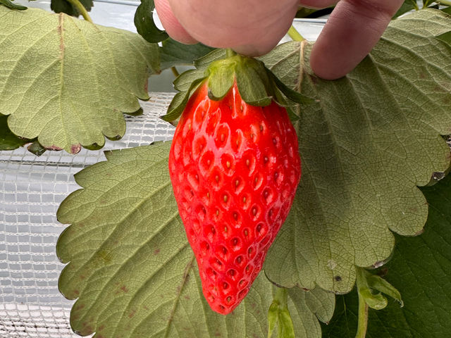 �͕P(�����Ђ�)_THE RED mountain berry farm
