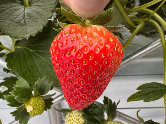 ����C�x���[_THE RED mountain berry farm