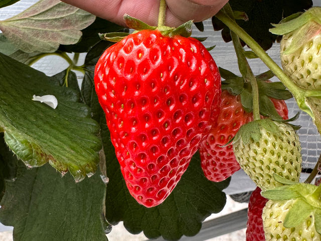 �g�ق���_THE RED mountain berry farm