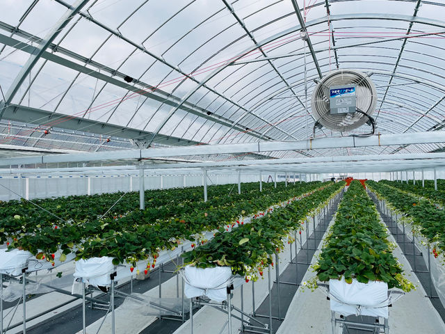 �n�E�X��_THE RED mountain berry farm