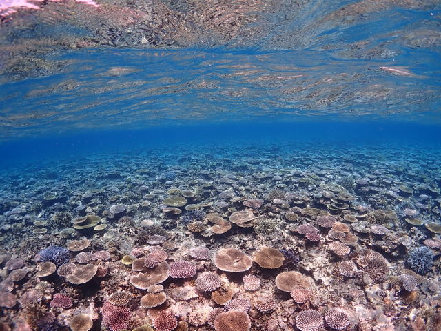 �Ί_���@�_�C�r���O�@�V���m�[�P�����O�@�E�~�K��_���S�Ґ��}�����T�[�r�X�T���t�B�b�V���Ί_��