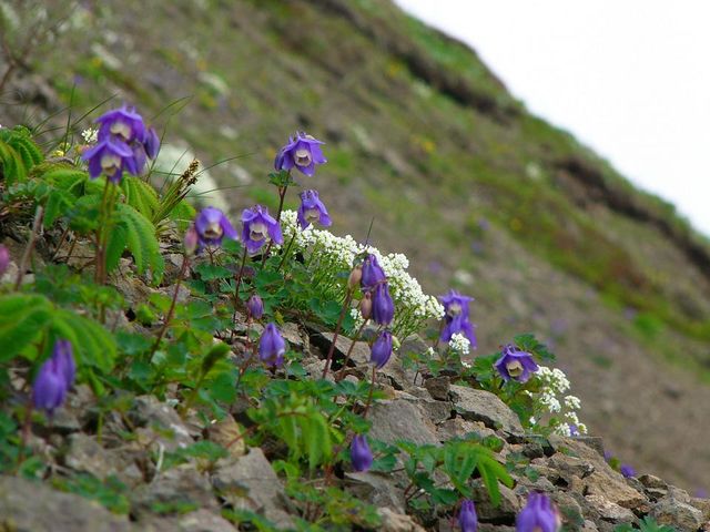 ���Ԕ��R�[�X_�當�͂ȃK�C�h�N���u