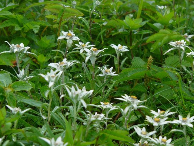 ���u���E�X���L�\�E_�當�͂ȃK�C�h�N���u