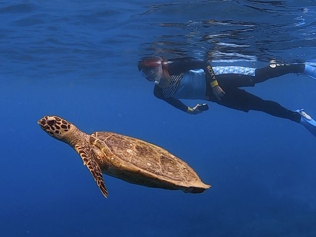 �����߂��ɑ��p���ɗ��Ă��ꂽ�E�~�K���i�^�C�}�C�j_���[��[