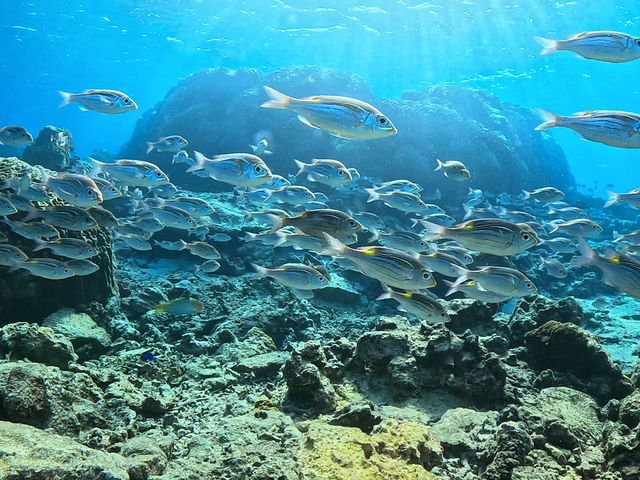 �m�R�M���_�C�̌Q��_���[��[