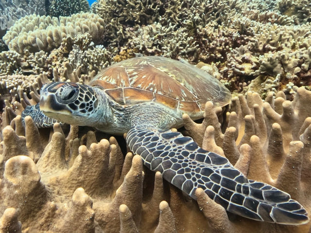 �T���S�̏�ň�x��_���[��[