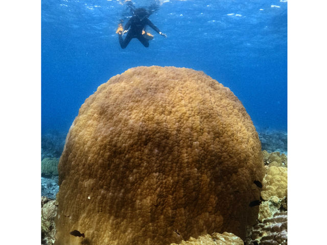 �܂�ۃn�}�T���S�Ƒ傫�����_���[��[