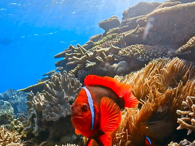 �^���ԂőN�₩�ȃn�}�N�}�m�~_���[��[