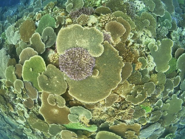 �~���l�߂�ꂽ�e�[�u���T���S_���[��[