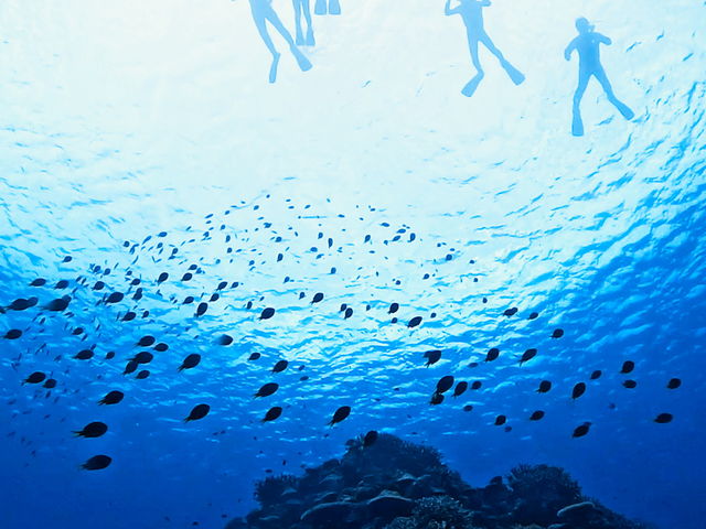 �V�̐�̂悤�ȋ��̌Q��_���[��[