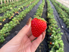 フィオーレいちご園 2ndハウスの写真1