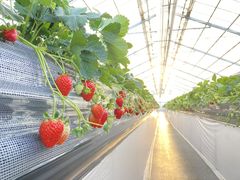 OBLADI strawberry farm̎ʐ^1