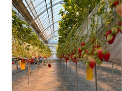 �����̂������_���̎ʐ^1