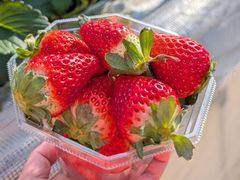 �ӂ�����t�@�[���̎ʐ^1