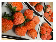 �t�B�I�[���������� 2nd�n�E�X�̎ʐ^4