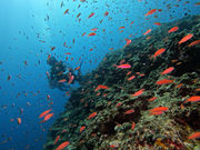 {Ó_CrOVbv TACh̎ʐ^3