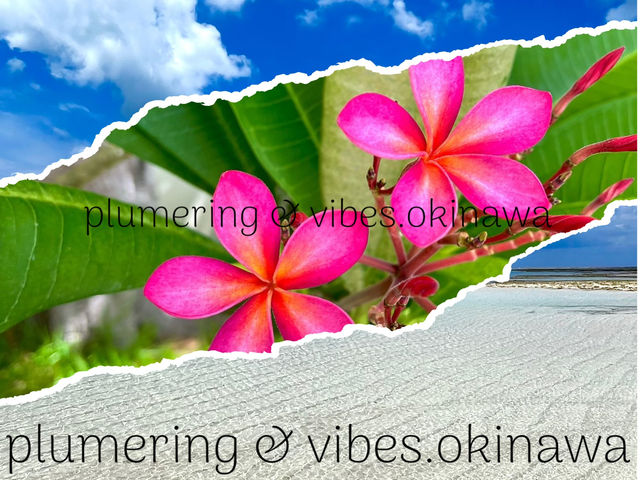VIBES.OKINAWA-�o�C�u�X�I�L�i��-
