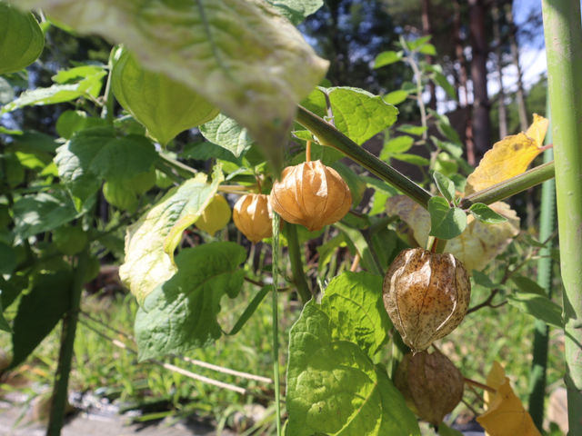 ���ɂȂ��Ă���H�p�z�I�Y�L_�������� camp&������