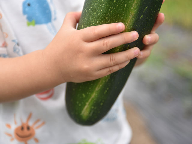 �L�����v��̔��ł̓Y�b�L�[�j�₫�イ��A�g�}�g�A�i�X�ȂǗl�X�Ȗ�؂�ʎ�����ĂĂ��܂��B_�������� camp&������