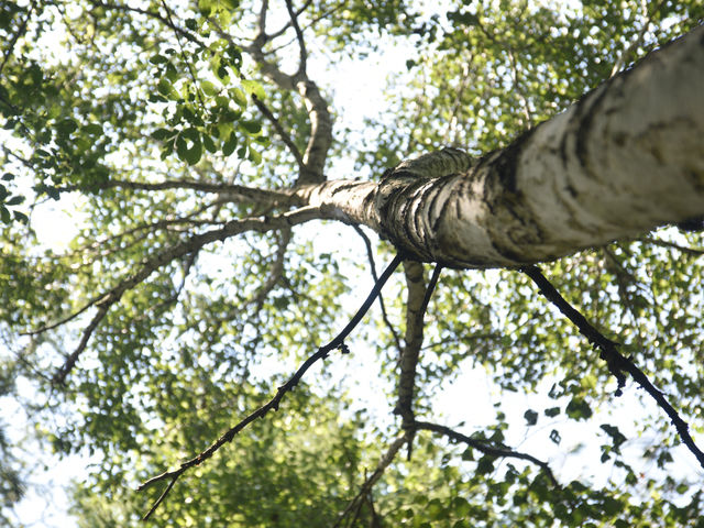 �L���Ȏ��R�Ɉ͂܂�Ă��܂�_�������� camp&������