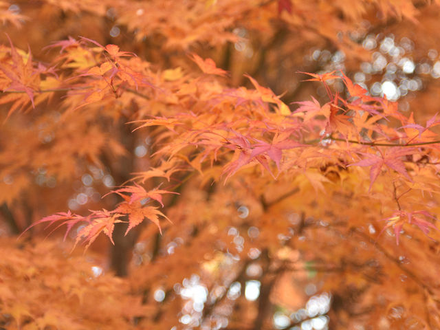 �H�͂����߂��ōg�t���y���߂܂�_�������� camp&������