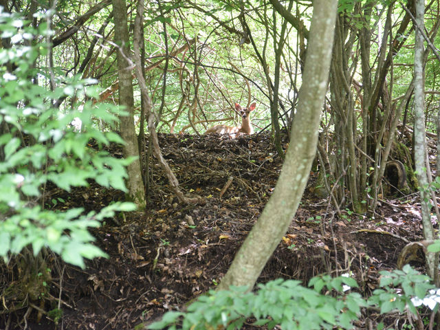 �^���ǂ��Ǝ��R�����ɂ��o��邩���I_�������� camp&������