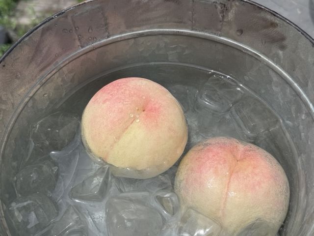 �u��₵���v�n�߂܂����I�I_MOMONA Peach Farm