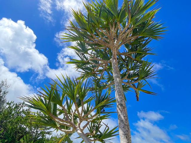 �썑���[�h���_�I�����̐��E�փ��V�̖؂��h������ƊC�Ɉ͂܂�A�܂��ɔ����I�s��̌�����Y��A�S�䂭�܂Ń����b�N�X�ł���ō��̃��P�[�V�����ł��B_JMRA�{�[�g�h���C�r���O�y����}���[�i�`�Ì����z