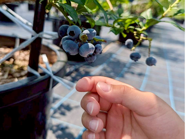 BB Farm �^����