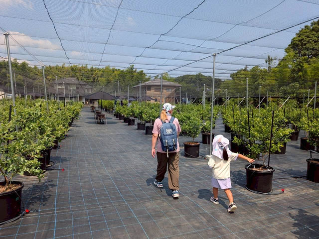 BB Farm �^����