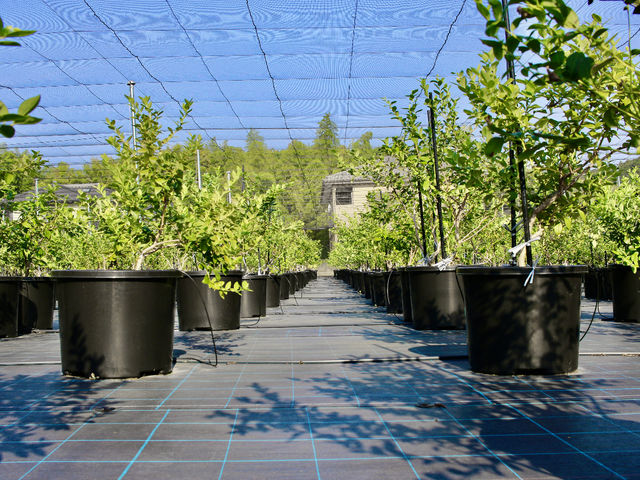 BB Farm �^����