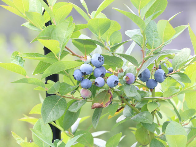 BB Farm �^����