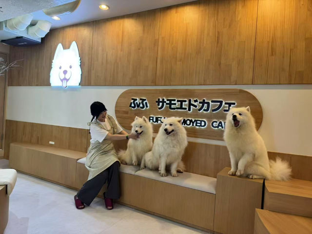 FUFU �T���G�h�J�t�F�r�ܓ����X