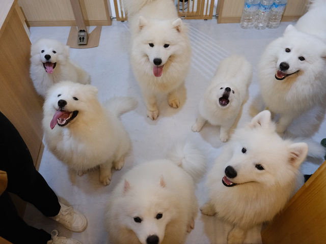 FUFU �T���G�h�J�t�F�r�ܓ����X