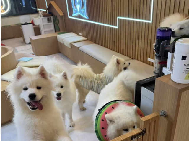 FUFU �T���G�h�J�t�F�r�ܓ����X