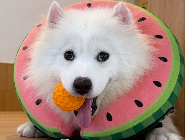 FUFU �T���G�h�J�t�F�r�ܓ����X