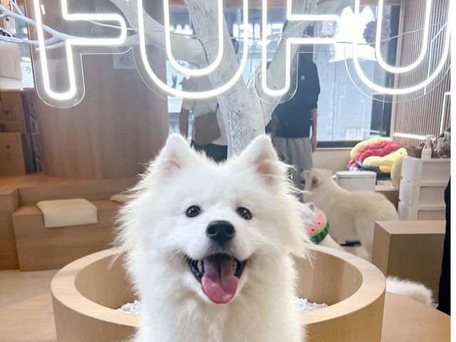 FUFU �T���G�h�J�t�F�r�ܓ����X