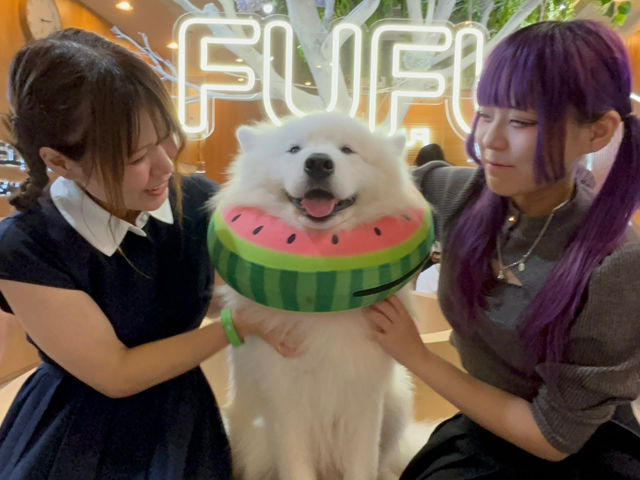 FUFU �T���G�h�J�t�F�r�ܓ����X