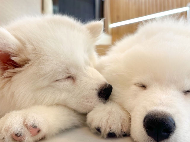 FUFU �T���G�h�J�t�F�r�ܓ����X