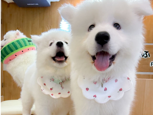 FUFU �T���G�h�J�t�F�r�ܓ����X