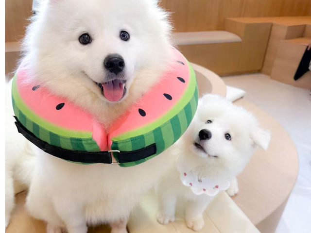 FUFU �T���G�h�J�t�F�r�ܓ����X