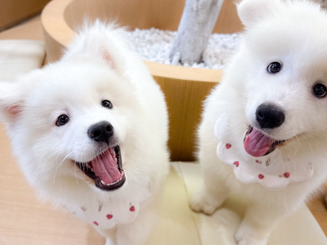 FUFU �T���G�h�J�t�F�r�ܓ����X