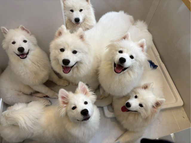 FUFU �T���G�h�J�t�F�r�ܓ����X