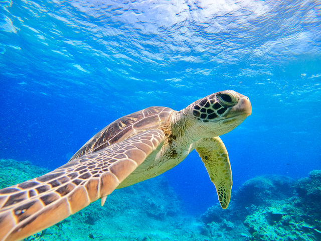 �����x���Q�̃o���X���ŃE�~�K���ƃV���m�[�P�����O�I�I�A�[�Y�}���̃o���X�����Ӄc�A�[�̓E�~�K����������99%�ł��B_�I�A�[�Y�}�����\��