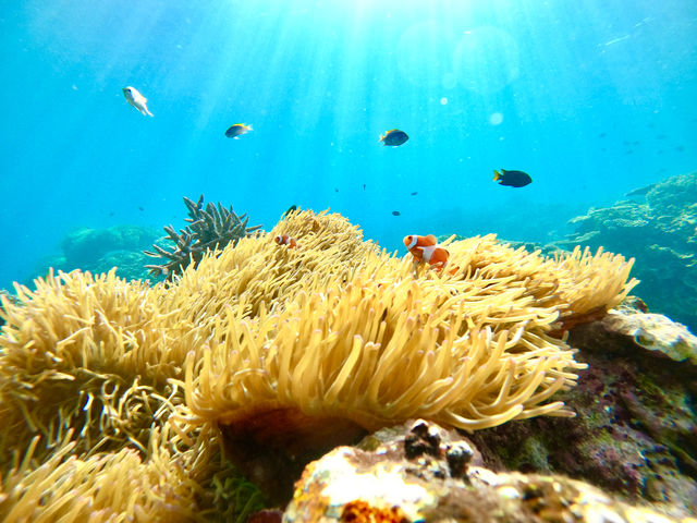 �o���X�����V���m�[�P�����O�Ō�����J�N���N�}�m�~�B�����x���Q�̊C�Ō��𗁂тċC�����悳����(^^)_�I�A�[�Y�}�����\��